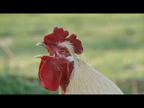 Rooster crowing compilation plus sound 4k