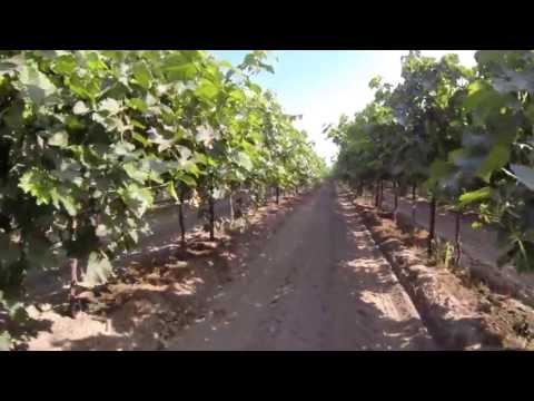 Marc Suderman #306 | Selma Pete grapes for raisin | 7/3/13