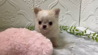 チワワ(ロング)の動画01