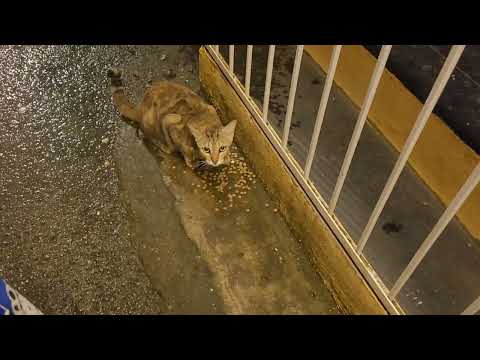 cat feeding video 😍 ❤️ # Subscribe to my channel &Click the bellicon for updates ❤️♥️