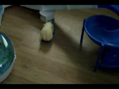 comment reparer un zhu zhu pet