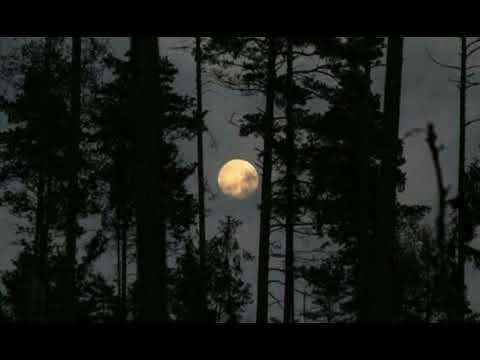 Zerro X Petto - სიმფო კრემაცია