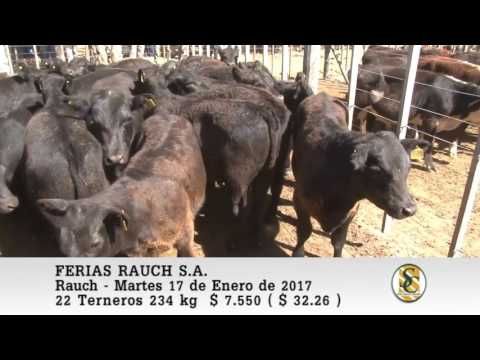17-01-17 Venta de Machos - Ferias Rauch S.A. - Rauch.