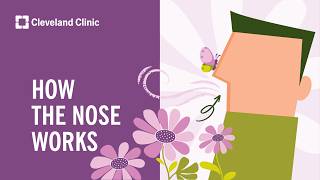 How Your Nose Works