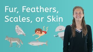 Download lagu Let's Explore Fur, Feathers, Scales or Skin - Science for Kids! mp3 Download lagu Let's Explore Fur, Feathers, Scales or Skin - Science for Kids! mp3