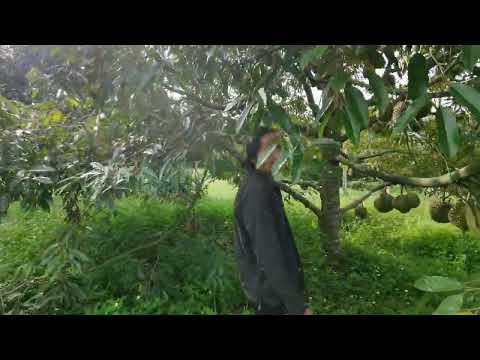 Video vườn Sầu Kiến