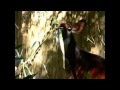 Okapis At Disney S Animal Kingdom
