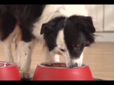 How to Read a Pet Food Label - Petco