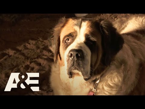 Live PD: Abandoned St. Bernard (Season 2) | A&E