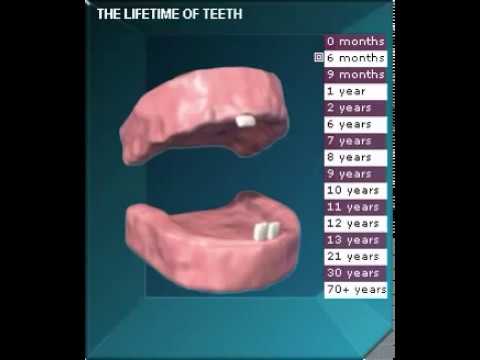 The stages of teeth eruption
