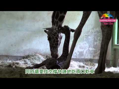 資深媽媽很給力—長宵順利生寶寶 Newborn Baby Giraffe Gets TLC From His Mother