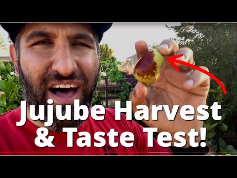 Der Moment der Wahrheit!!! Lang-Jujube-Ernte und Geschmackstest | Li vs. Lang