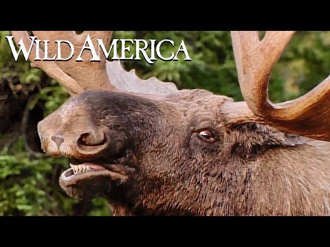 Wild America | S3 E7 Magnificent As A Moose | Full Episode HD