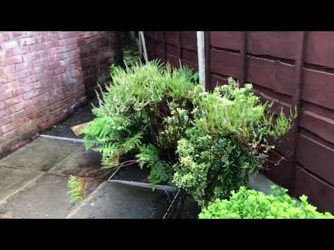 The Coppice, Bradshaw