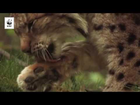 Żbik - tajemniczy dziki kot