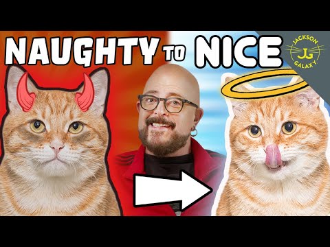 My Guide to Help with NAUGHTY Cat Behavior!
