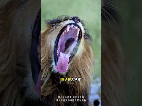 为什么猎豹不主动攻击人类？ #猎豹 #猎豹亲近人类 #动物科普