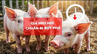 Nguồn Cung Giảm, Nhu Cầu Tăng Cao | Giá Heo Hơi Chuẩn Bị Bứt Phá