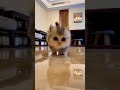 Cute Baby Cat Shorts Youtubeshorts