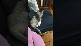 [問題/行為] 抖動加發出怪聲