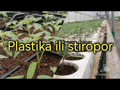 Koji kontejner je bolji za pikiranje paprike