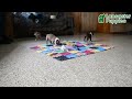 Boston Terrier dogs for sale: Queen Bee - Video 1