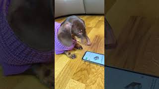 ЗАЧЕМ ЧАПИ ХОДИЛА В @Зоомагазин Четыре Лапы? ЗАЧЕМ ЧАПИ ХОДИЛА В @Зоомагазин Четыре Лапы?