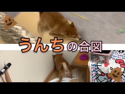 子犬に排便を促すにはどうすればいいですか?