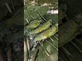 Catching And Cooking Some Trout And Bluegill Over A Campfire