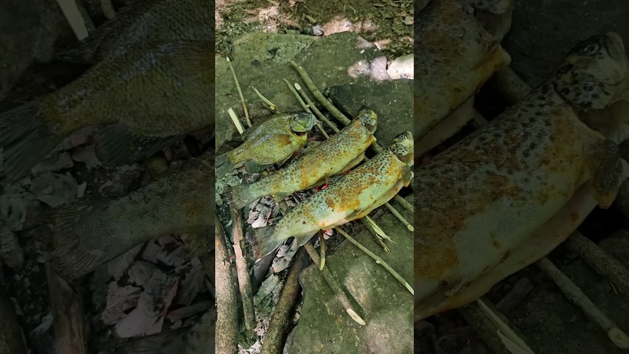 Catching and cooking some trout and bluegill over a campfire 🏕