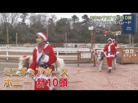 YouTube Video 来年の干支「午」にちなんでサンタクロースとアメリカンミニチュアホースたちのパレード　静岡・裾野市「富士サファリパーク」