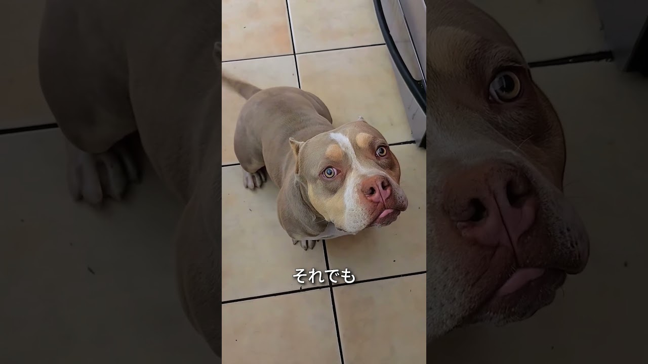 我が子を見て絶望した理由🐶💧#shorts