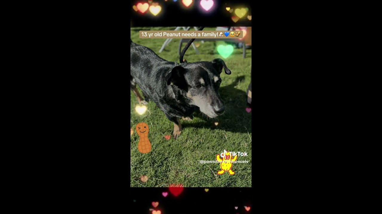 Enlarge Peanut OS PDR, a Adoptable mixed breed in Las Vegas, NV video 6/6