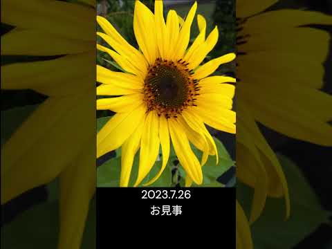 風の強い場所にタチアオイを植える時期はいつ頃でしょうか