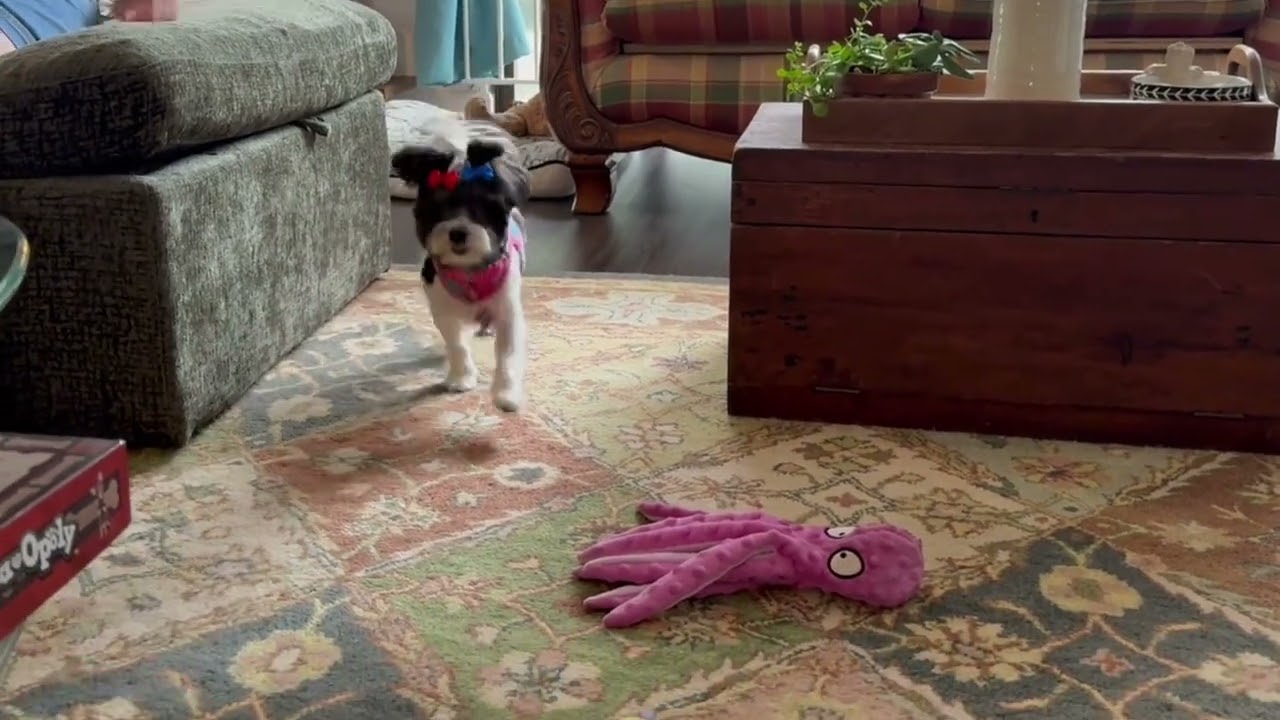 Enlarge CeCe, an adopted mixed breed in chevy chase, MD video 2/4
