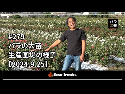 つるバラ「バーデナー・ゾンマーグリュス」 植物