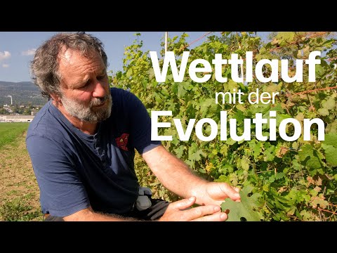 Im Wettlauf mit der Evolution: PIWI-Rebenzüchtung muss sich laufend weiterentwickeln