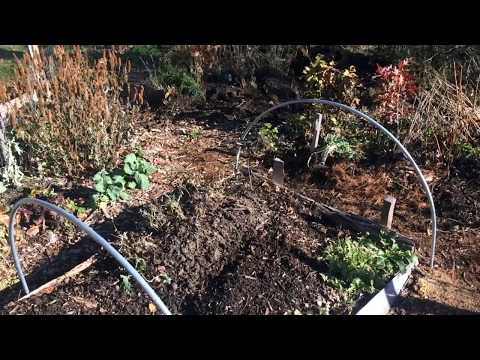 Heeling In Trees for Winter - with Guild Companionship