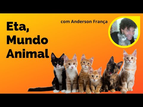 Vacinação de gatos