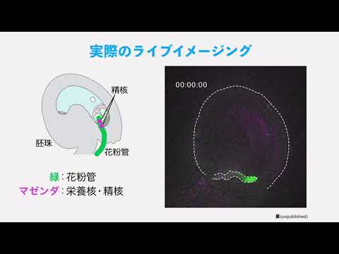 植物エピゲノム科学部門紹介