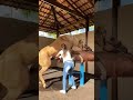 KUDA MASTURBASI Dibantu CEWEK CANTIK