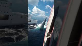 Blue whale fish attack on ship #shorts #short #trending #viral #youtubeshorts #bluewhales