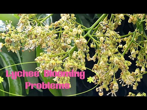 Lychee Blooming Problems