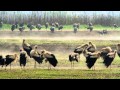 White Stork Amazing Migration اللقلق الأبيض חסידה לבנה シュバシコ Bílý �