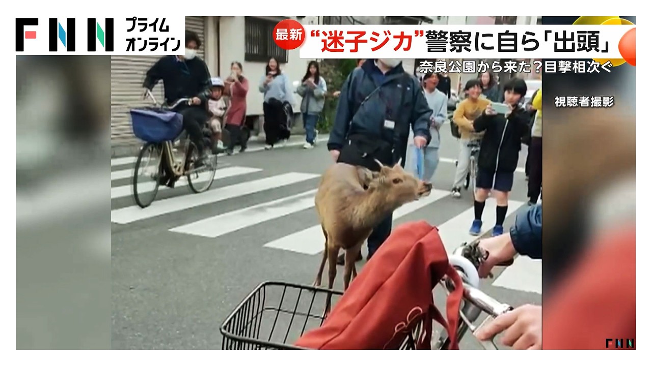 大阪で迷子シカ　警察に“出頭”し捕獲　奈良県知事は受け入れ否定も大阪市長は前向き発言（2026年03月25日）