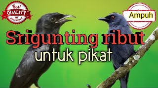 Download lagu SUARA PIKAT SRIGUNTING RIBUT TERBARU paling lengket mp3