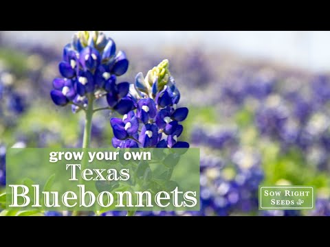 Sow Right Seeds | Texas Bluebonnet