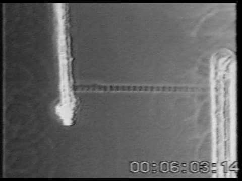 SPOC(Myofibril in auxotonic condition)