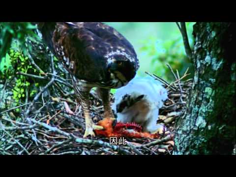 繽紛丹巒II－丹大野生動物重要棲息環境珍稀野生動物簡介