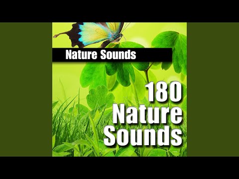 Amazon Jungle Ambience with Distant Thunder